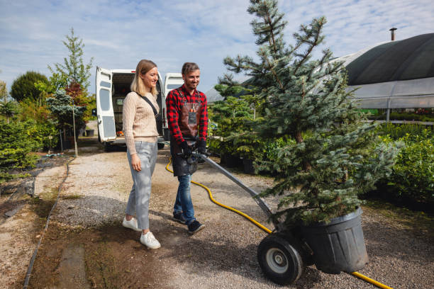 The Steps Involved in Our Tree Care Process in Paxtonia, PA